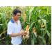 Liên kết sản xuất bắp lai