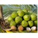 Dừa sẽ được phát triển thành sản phẩm quốc gia