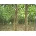 Hướng dẫn kỹ thuật trồng rừng keo lai cung cấp gỗ lớn