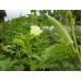 Kỹ thuật trồng Đậu bắp Hibiscus esculentus L.