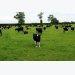 Maximising profit from pasture management