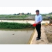 Thành công từ mô hình chăn nuôi cá chạch sụn