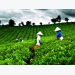 Solving trouble brewing in the Vietnam tea industry