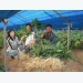 Sản xuất nông nghiệp từ những mảnh ruộng nhỏ - kinh nghiệm của Hàn Quốc