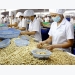 Cashew exports in eight months fetch 2.2 billion USD
