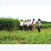 Hiệu quả “kép” từ mô hình trồng cỏ nuôi bò ở Ninh Bình