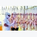 What’s behind chicken exports to Japan?