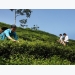 Vietnamese tea exporters enjoy robust achievements