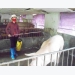 Hưng Yên: Chăn nuôi lợn theo quy trình VietGap giúp giảm dịch bệnh