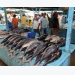Giá cá ngừ vằn Ecuador tăng cao hơn so với tại Bangkok