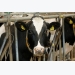 Cow facial recognition: It is really happening