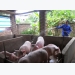 Hiệu quả chăn nuôi lợn theo quy trình VietGap