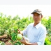 Thu hàng trăm triệu đồng/năm từ 4 sào ổi trân châu Đài Loan