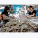 China, ASEAN the key growth shrimp markets in future