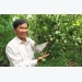 bi-quyet-trong-quyt-duong-globalgap-kiem-tien-ty-moi-nam