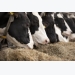 Amino acid nutrition key for dairy cows
