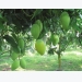 Vietnamese green mango popular in Australia