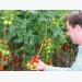Dutch grower boosts tomato yield in LED trial