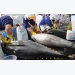 Vietnam’s tuna sales to China down