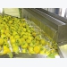 Sharon fruit in SA – growing local and export sales