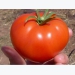 Tomatoes year-round – new cultivars