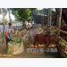 Người dân vùng cao Na Hang thoát nghèo nhờ chăn nuôi trâu, bò