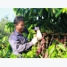 VN coffee industry feeling the heat from lower prices