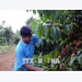 Nông dân Tây Nguyên chống rụng quả cho cây cà phê