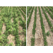 Managing weed resistance to glyphosate