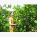 trong-chanh-khong-hat-1-von-4-loi