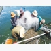 Phú Yên: Hiệu quả mô hình nuôi tôm