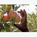 Free State apple farmers’ climate-smart management