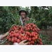 Vietnam struggles to export fruits to demanding markets