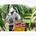 Tien Giang to expand dragon fruit growing area