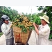 Hung Yen longan farmers see bumper crop at good prices