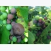 Disease & insect control in grapes