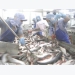 Tra fish exports show signs of recovery