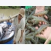 Catfish and shrimp farmers struggle as markets shrink