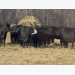 Low feed costs expected to boost Brazil’s cattle, swine production
