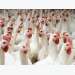 Stress may affect gender ratio of poultry offspring
