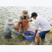 Ben Tre: Shrimp to become spearhead of production industry