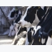 Injectable trace minerals may aid aflatoxin-challenged dairy cows