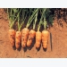 A guide to growing baby carrots