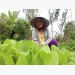 Nông dân xứ Quảng trồng rau sạch trên nền cát trắng