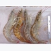 Shrimp necrosis has infectious etiology