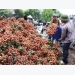 China imports nearly 91% of Vietnam’s lychees