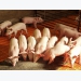 Nghiên cứu nguồn prôtêin thay thế giá rẻ cho lợn