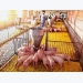 Chăn nuôi tháng 8.2018: Dịch bệnh phức tạp, dự báo giá thịt lợn hạ nhiệt
