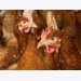 Keel bone damage in poultry layers explored