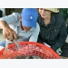 Experts discuss global shrimp demand, VN’s supply capacity